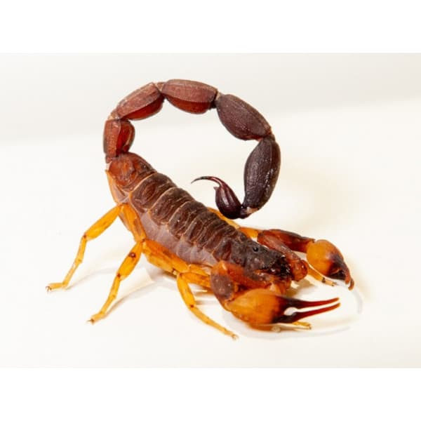 alacrán fumitech Zapopan control de plagas 