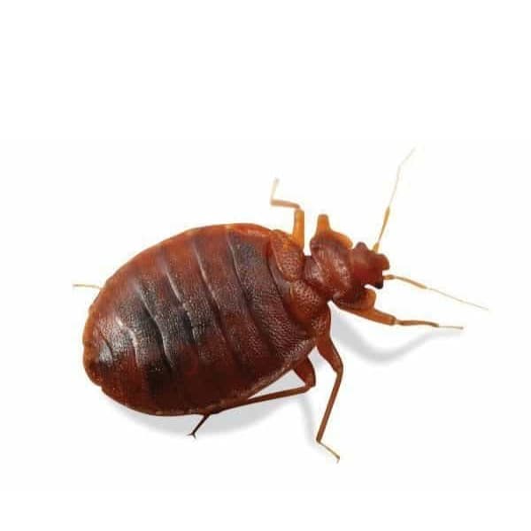 chinche de cama fumitech Zapopan