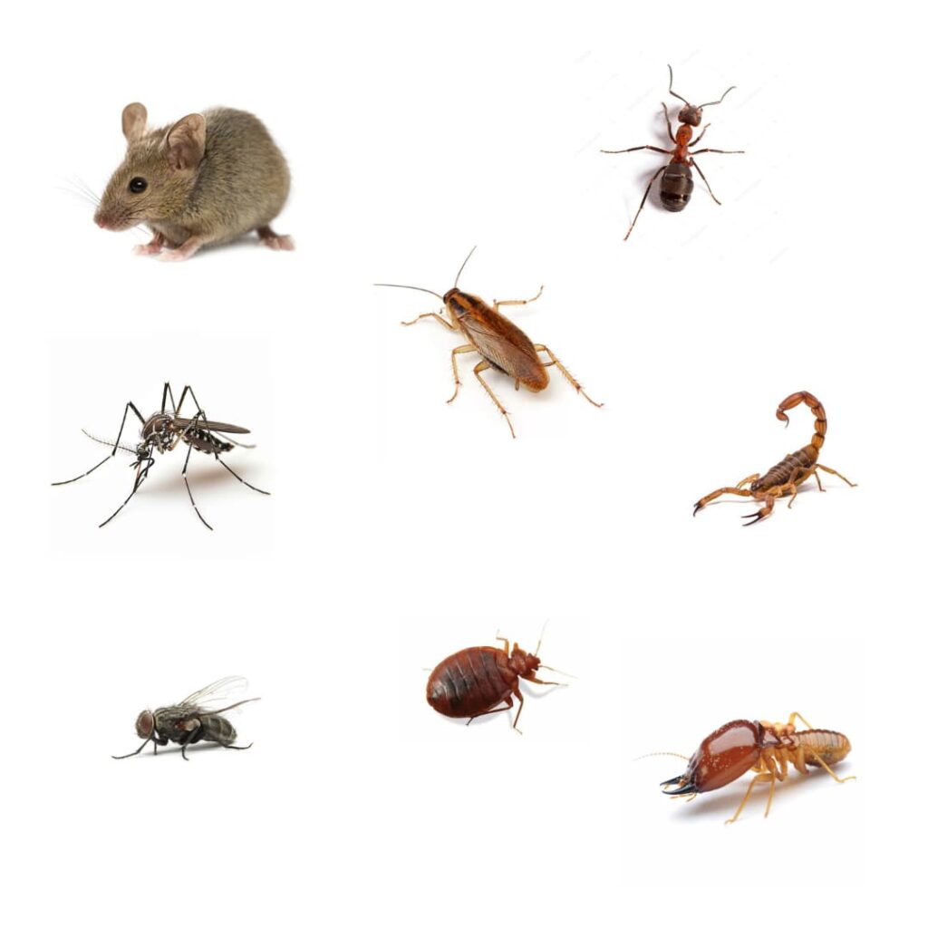 plagas en Guadalajara, fumitech