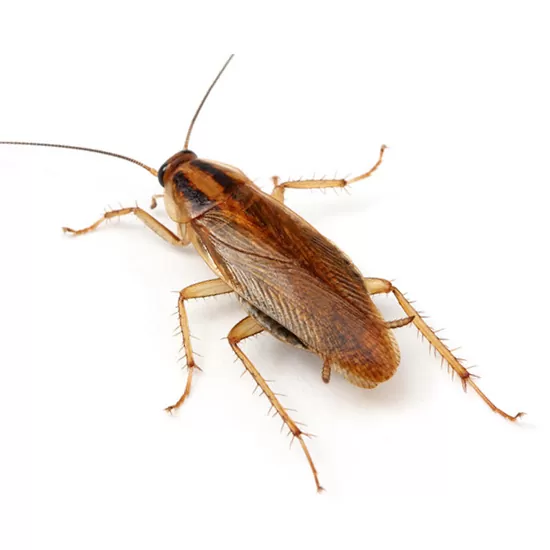 cucaracha fumitech control de plagas