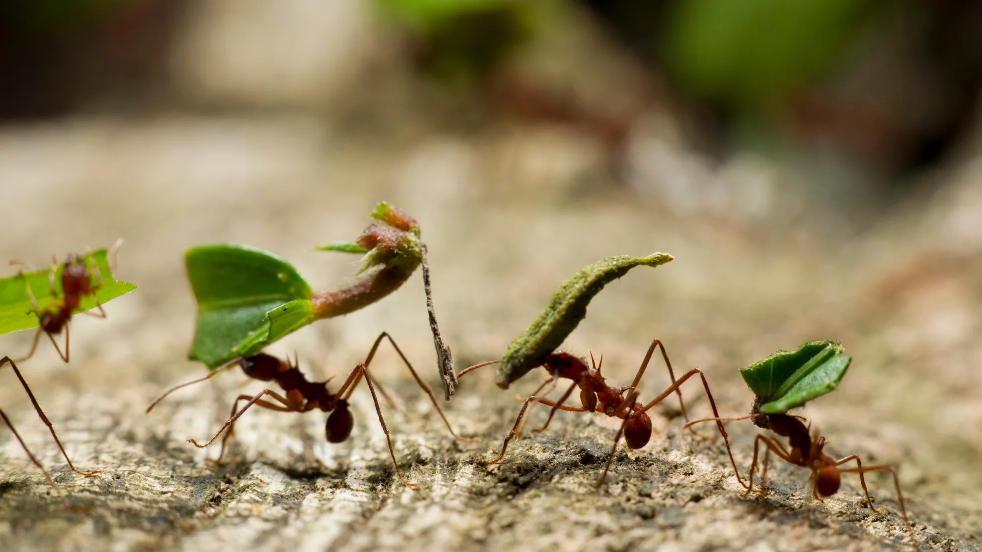 control de hormigas en jardines fumitech Guadalajara