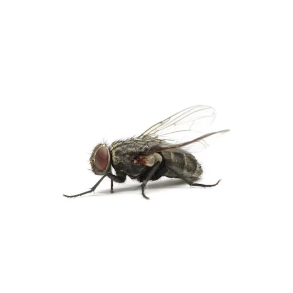 mosca fumitech control de plagas Zapopan