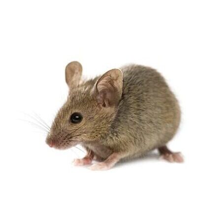 ratón fumitech control de plagas Zapopan